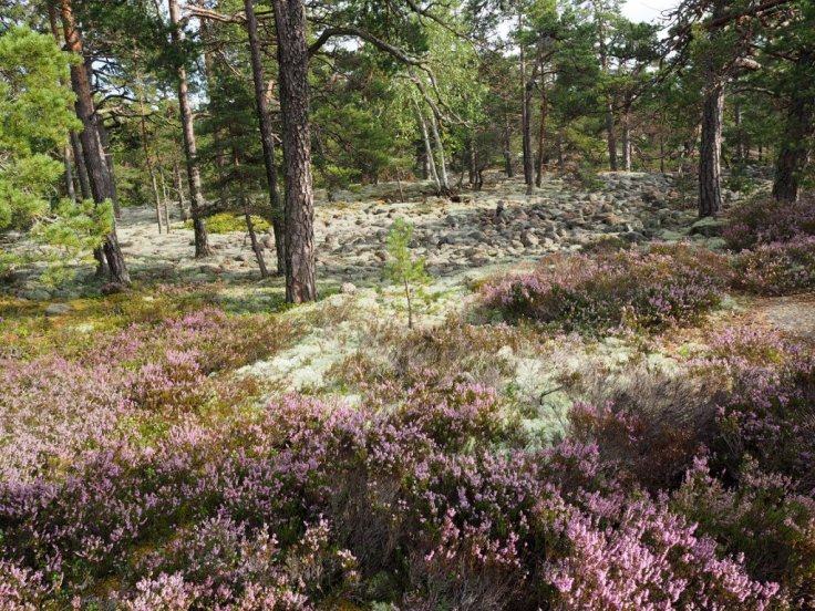 P8191768 (1024x768).jpg